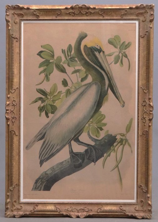 Feoli Fine Art - John James Audubon (Bien Edition) - Brown Pelican